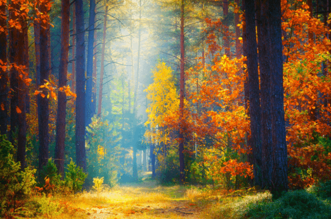 3 hình ảnh khu rừng mùa thu lá vàng chất lượng cao trên Shutterstock